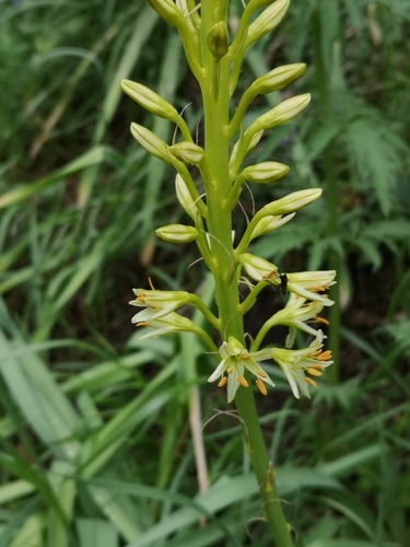 Eremurus spectabilis