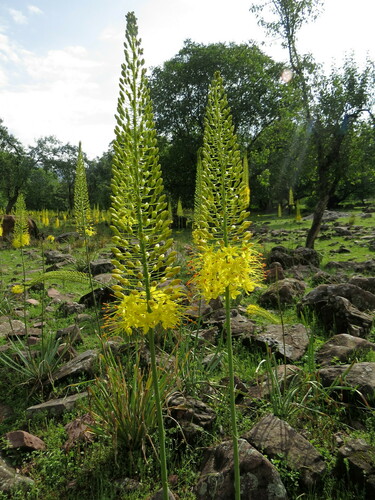 Eremurus stenophyllus