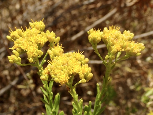 Ericameria parishii