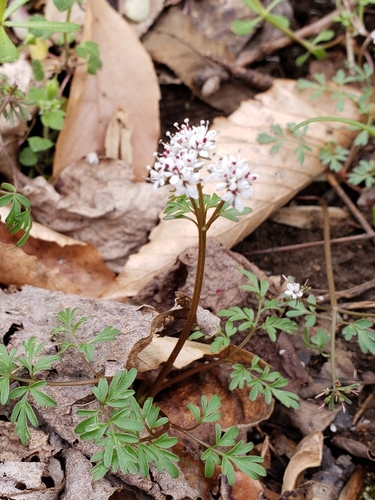Erigenia bulbosa