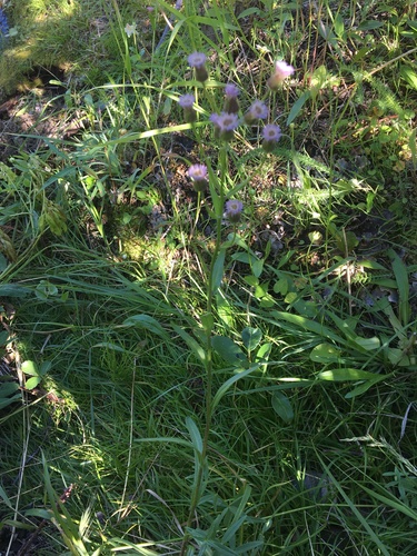 Erigeron acer