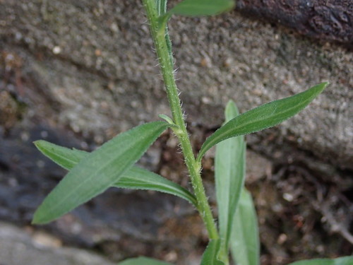 Erigeron floribundus