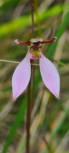 Eriochilus cucullatus