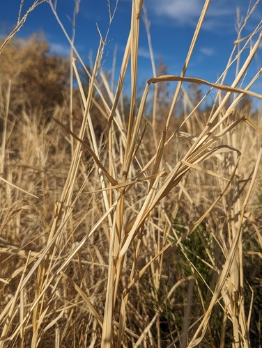 Eriochloa aristata