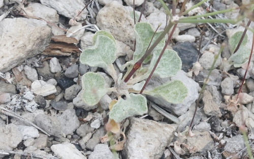 Eriogonum baileyi