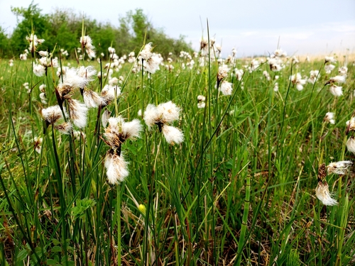 Eriophorum angustifolium