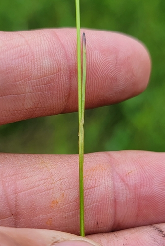 Eriophorum gracile