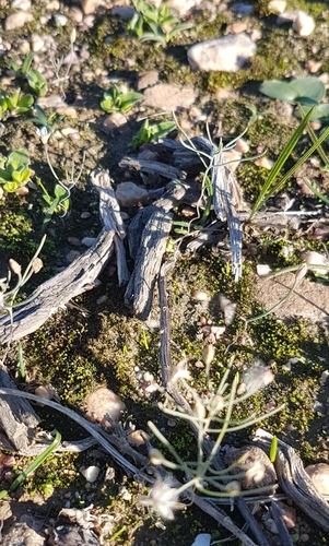 Eriospermum spirale