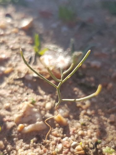 Eriospermum spirale