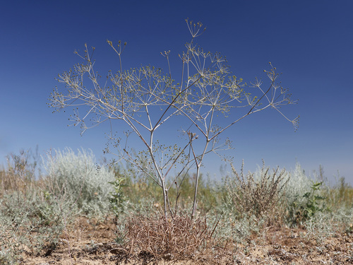 Eriosynaphe longifolia