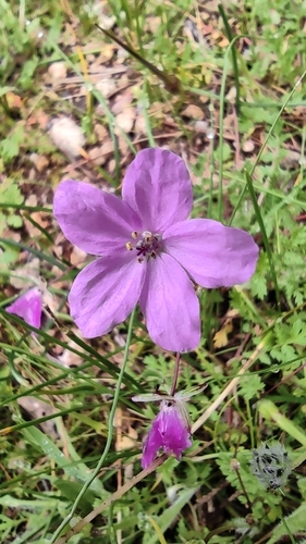 Erodium acaule