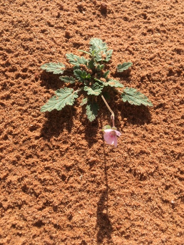 Erodium glaucophyllum