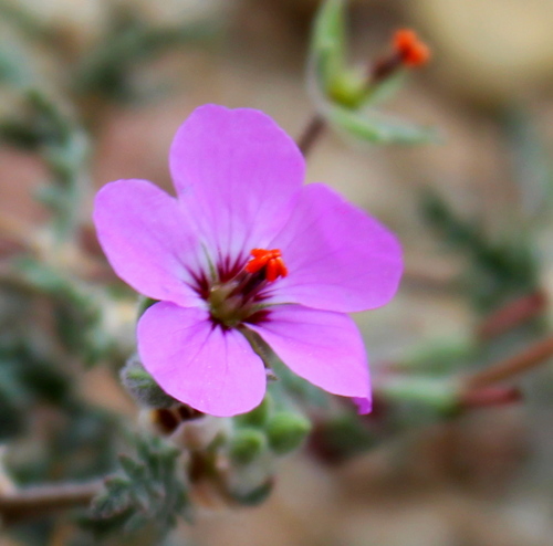 Erodium hirtum