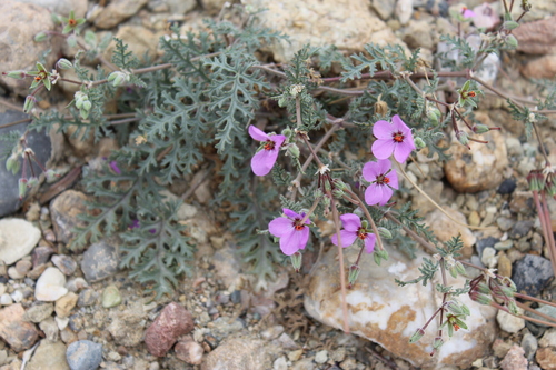 Erodium hirtum