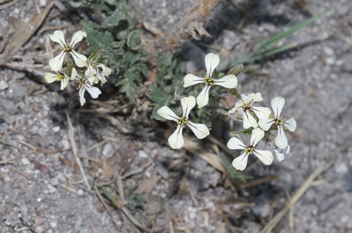Eruca vesicaria