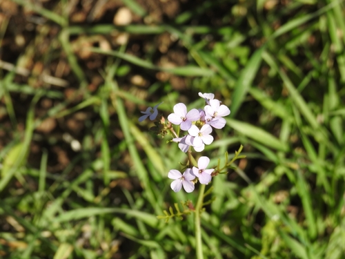 Erucaria rostrata