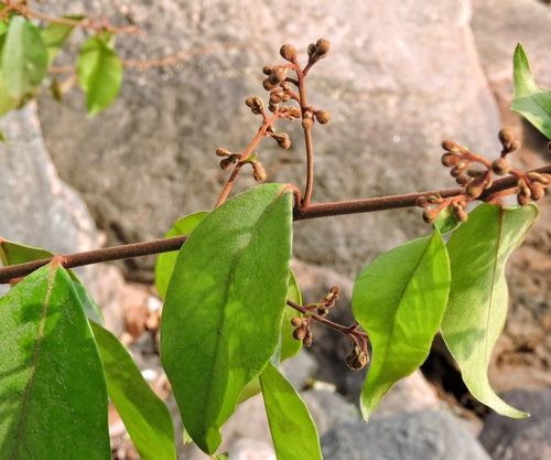 Erycibe paniculata