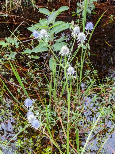 Eryngium aquaticum