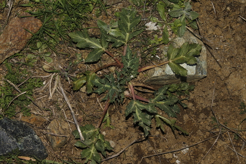 Eryngium creticum