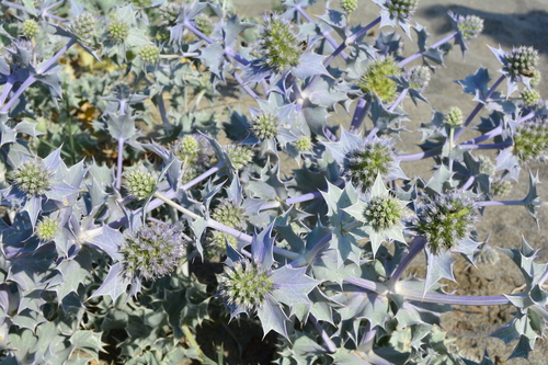 Eryngium maritimum