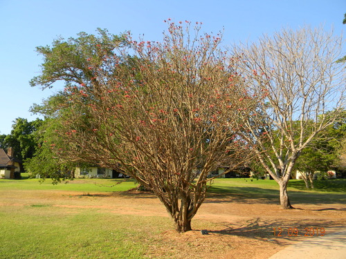 Erythrina corallodendron