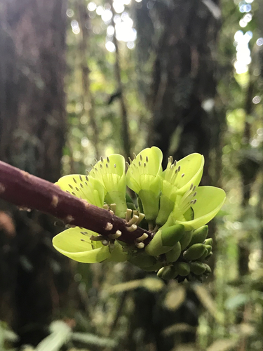 Erythrina edulis