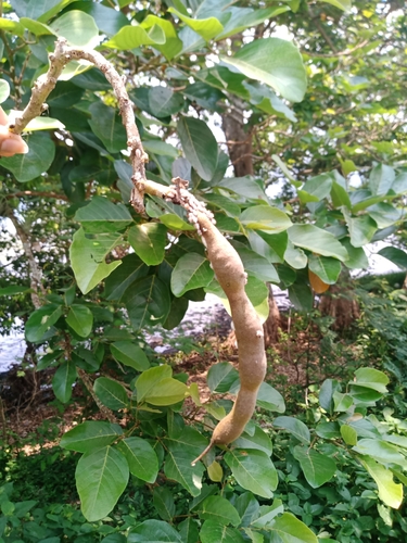 Erythrina fusca