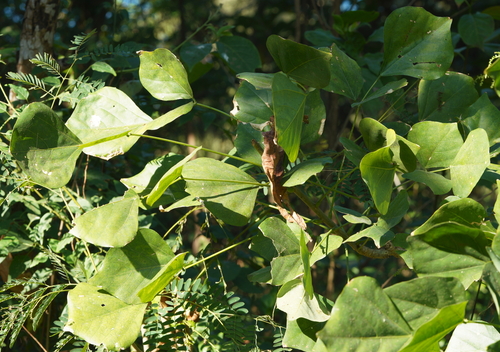 Erythrina variegata