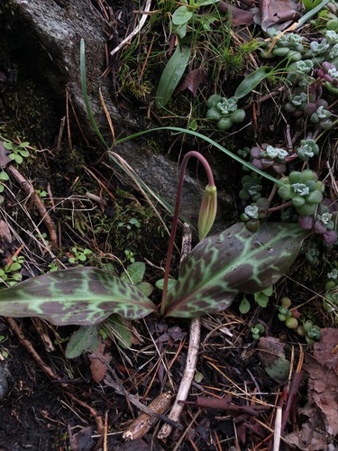Erythronium oregonum