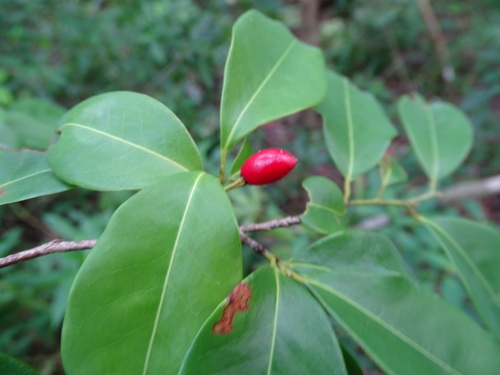 Erythroxylum areolatum