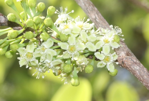 Erythroxylum coca