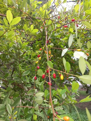 Erythroxylum coca