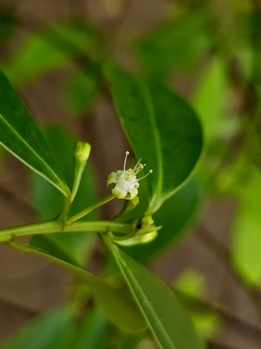 Erythroxylum cuneatum