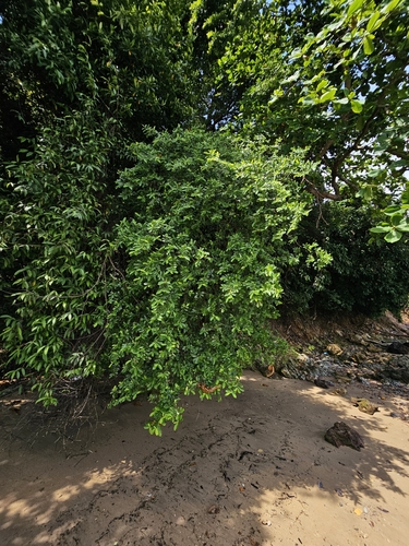 Erythroxylum cuneatum