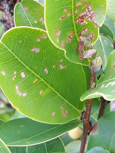 Erythroxylum deciduum