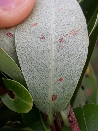 Erythroxylum deciduum
