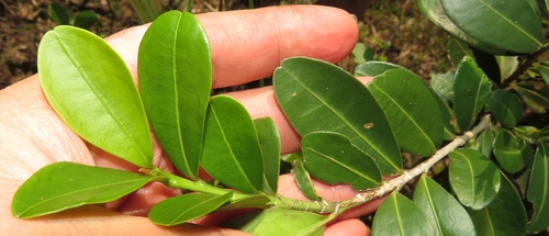Erythroxylum emarginatum