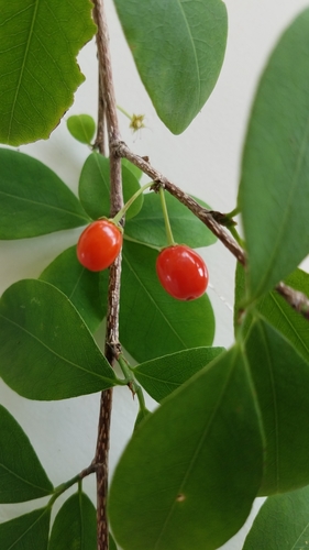 Erythroxylum havanense