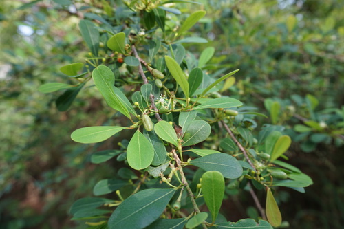 Erythroxylum monogynum