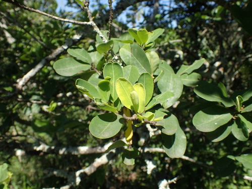 Erythroxylum pictum
