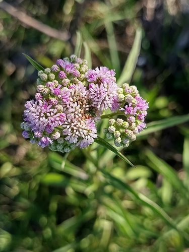 Ethulia conyzoides