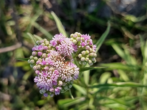 Ethulia gracilis