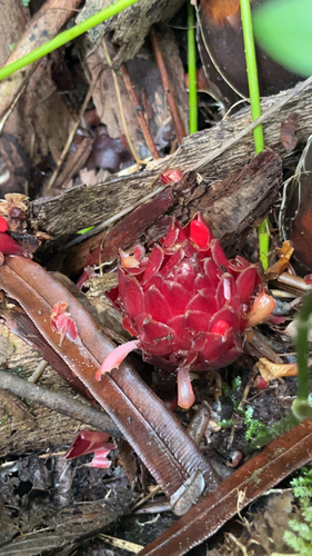 Etlingera cevuga
