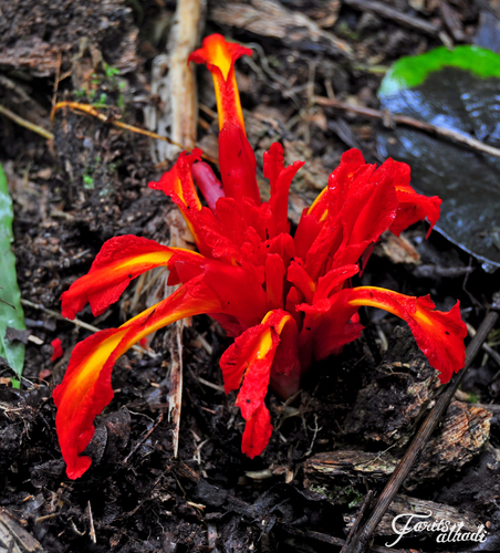 Etlingera coccinea