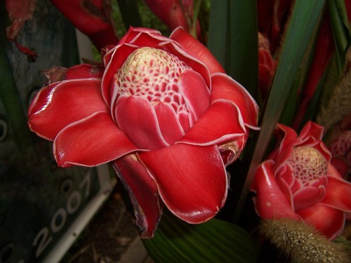 Etlingera elatior