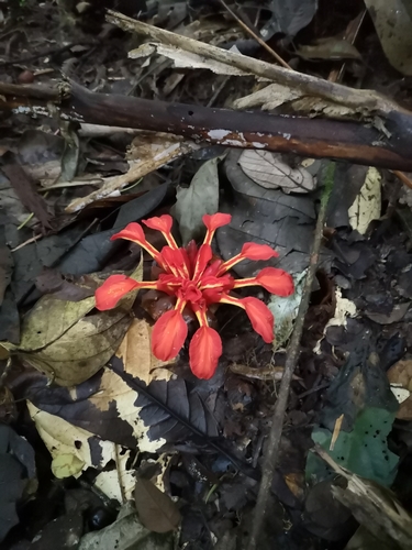 Etlingera punicea