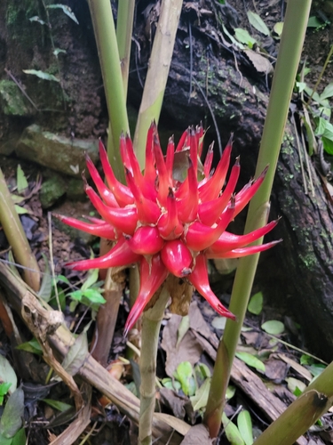 Etlingera venusta