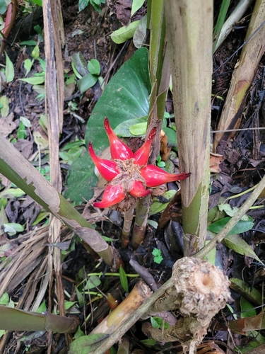 Etlingera venusta