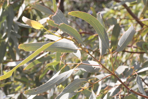 Eucalyptus coolabah subsp. arida