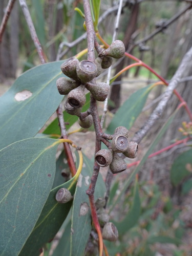 Eucalyptus dives